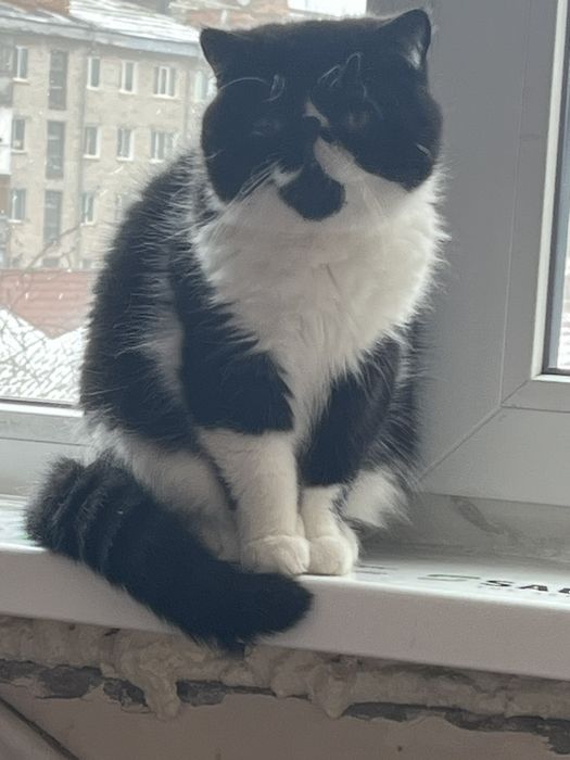 Чорно-біле кохання