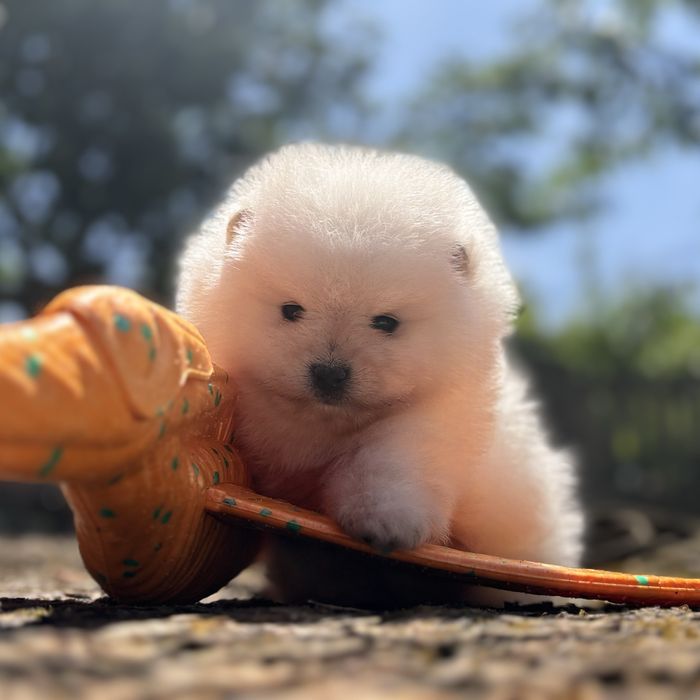 ляльковий ведмедик шоу классу