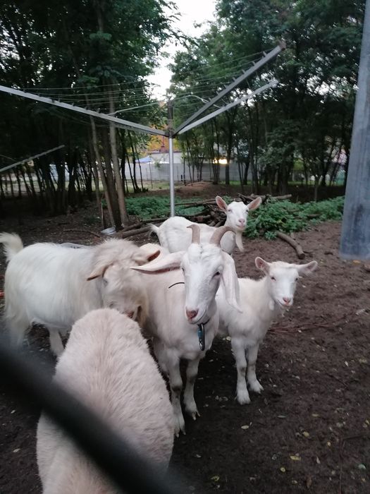 Sprzedam kozy białe wysoko mleczne dojne 4 sztuki.
