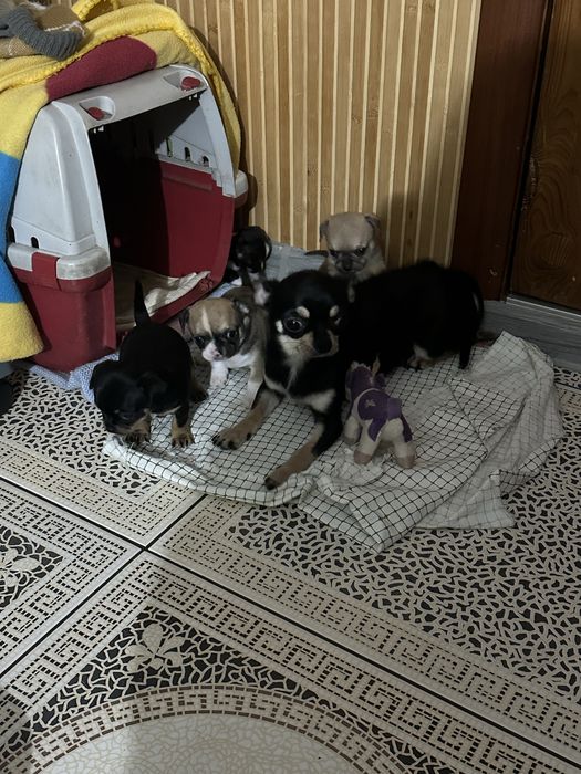 Продам,чіхуахуа .