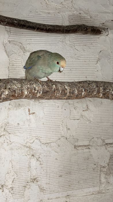 Kakariki Canela Femea