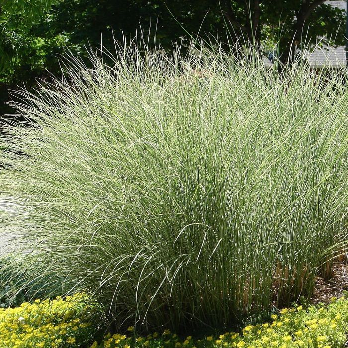 Miskant chiński 'Morning Light' (Miscanthus sinensis) Doniczka 2.0L