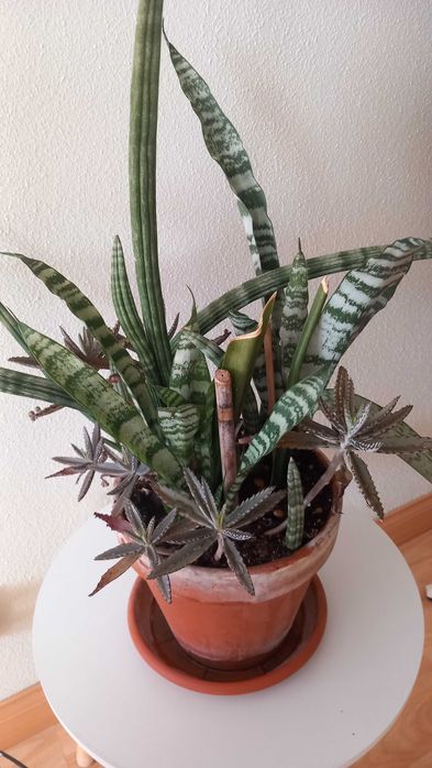 Vendo planta interior/exterior em vaso de barro