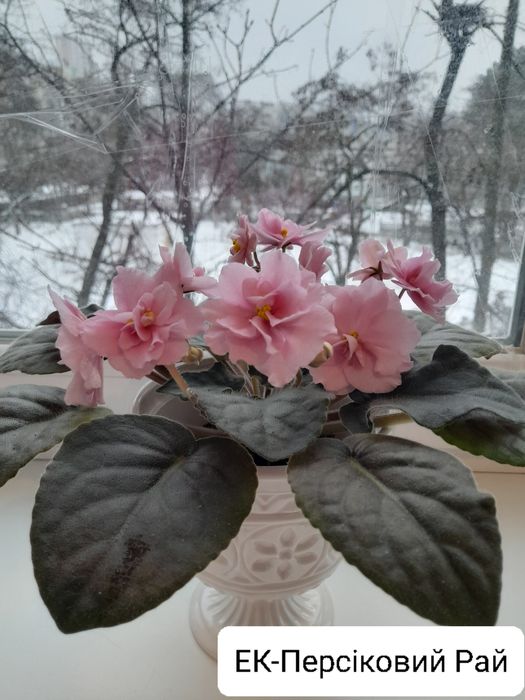 Фиалки  Ліст, укорінений ліст, деткі