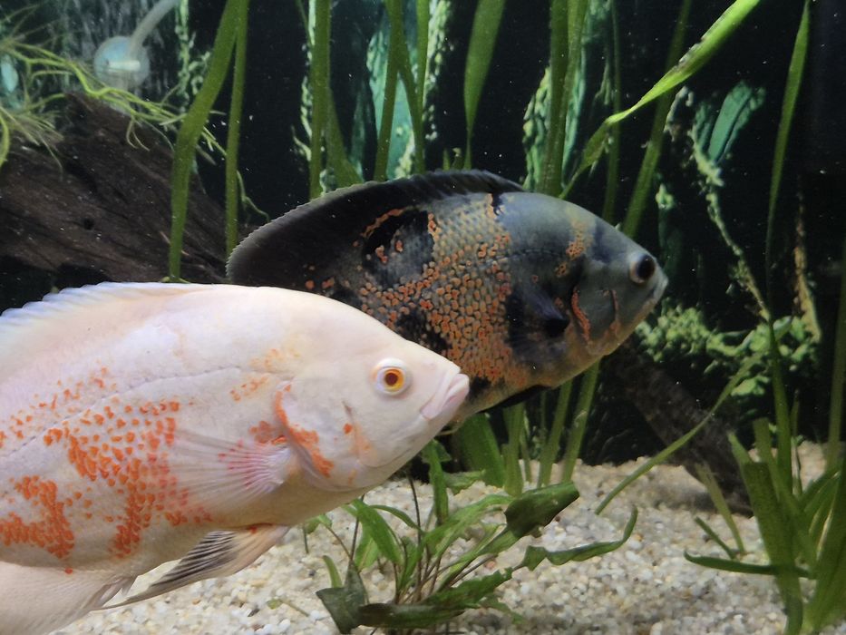 Pawiooka Red Tiger