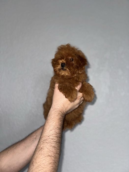 Мальтіпу чарівні малюки пошук люблячих родин