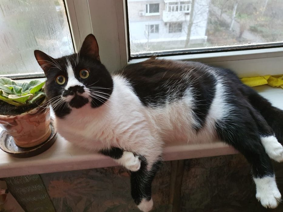 Отдам в хорошие руки котиков