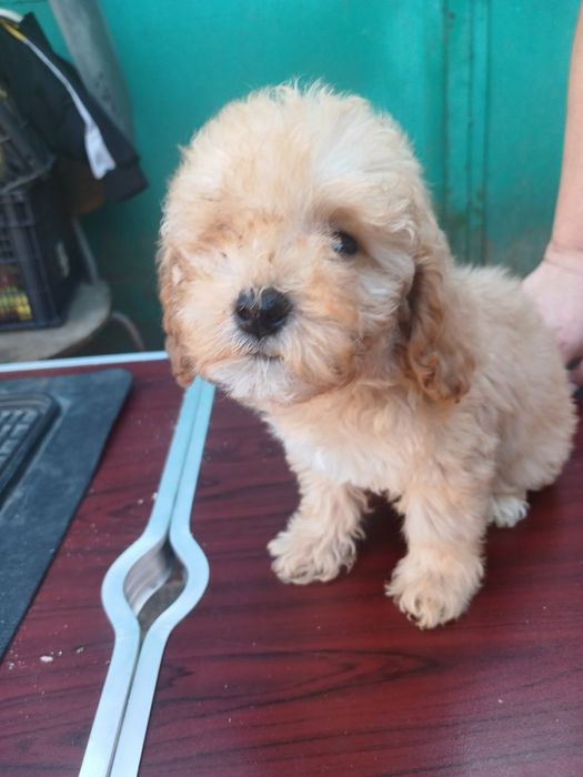 Продам пуделя той