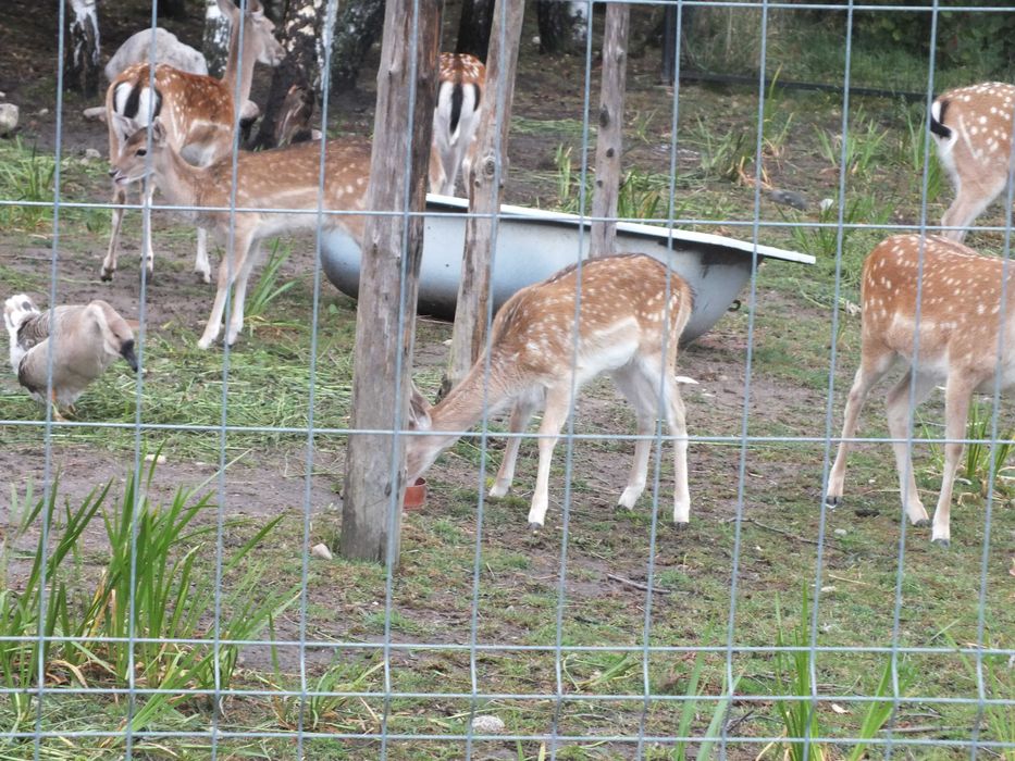 Daniele   3 łanie (zakocone) i 1 byk