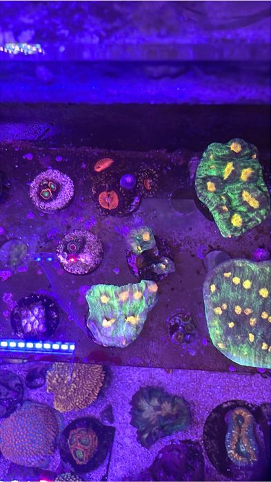 Frag de chalice raja rampage aquario agua salgada