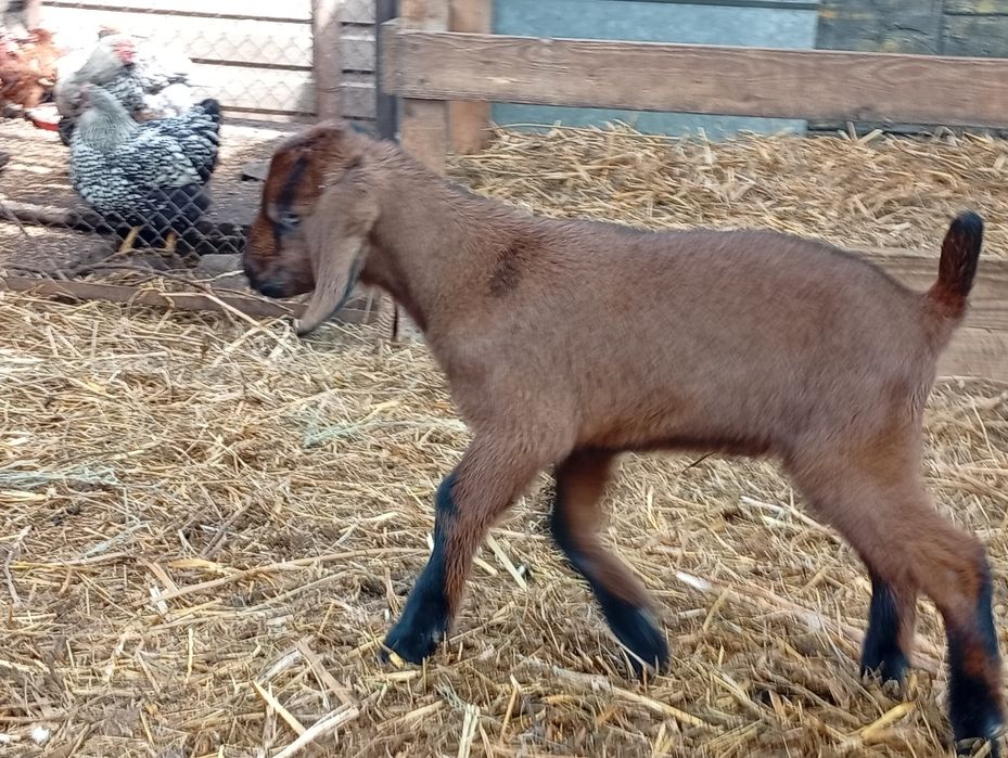 Альпо-нубійський козлик