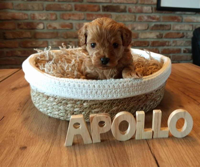 Доставка по усій країні Мальтипу міні,Мальтипу ф1 Мальтипу ф2 Мальтіпу