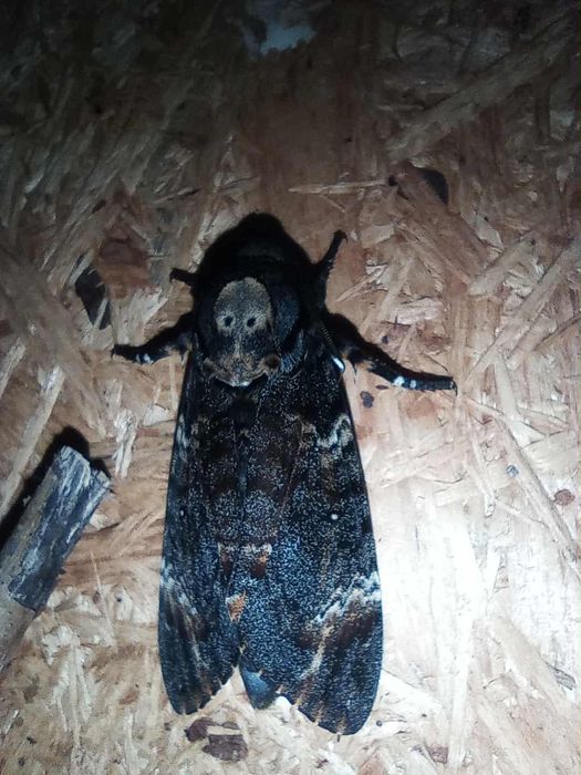 Zmierzchnica trupia główka gąsienice