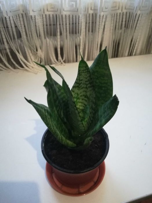 Сансеньвєрія.        .