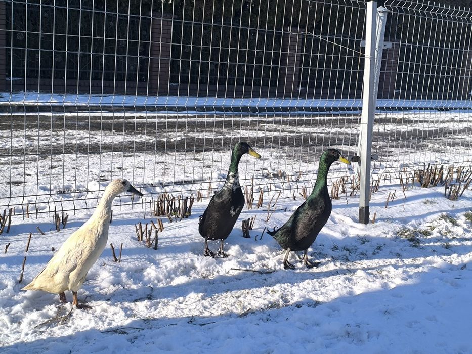 Kaczki  Biegusy  Indyjskie