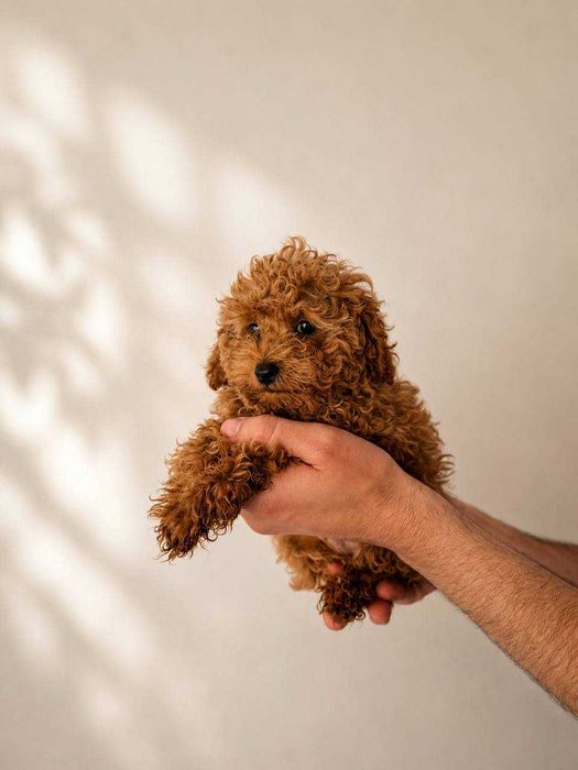 (!) Caniche Toy Mini Menino Disponível