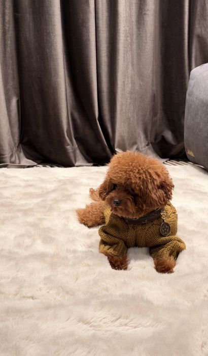 Дівчинка тікап пудель 8 місяців