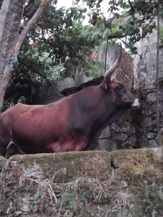 Bovinos machos raça Cachena