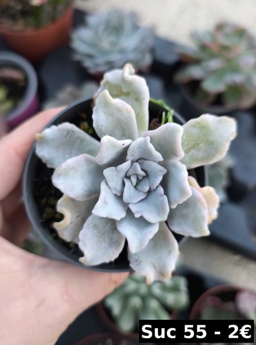 Suculentas lindas: echeverias, aeonium, variegata etc