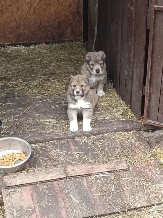 Мощные щенки алабая, будущие охранники!
