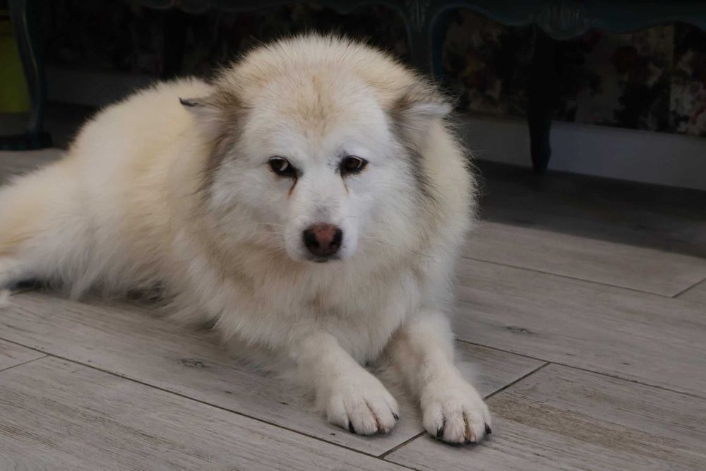 Barbi i Gonzo - szukamy im domu