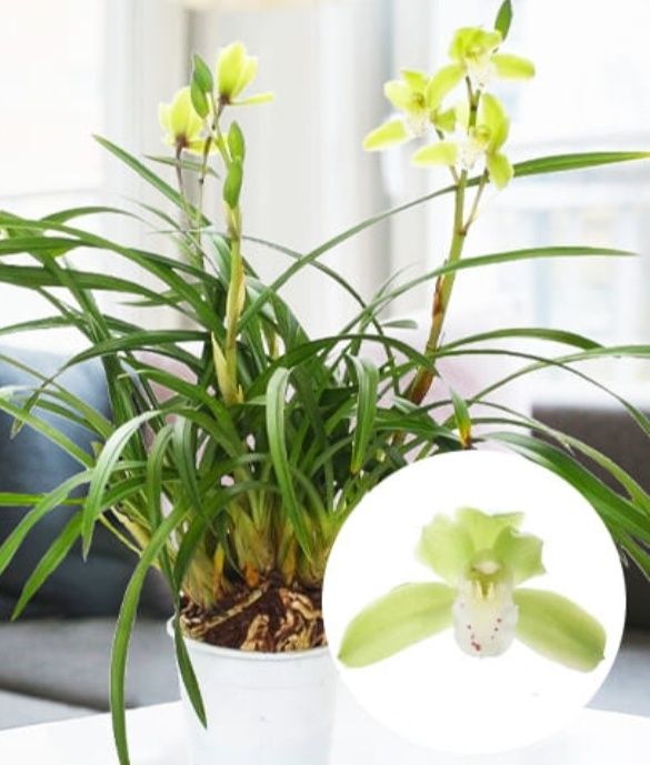 Цимбидиум редкий сорт зелёного окраса