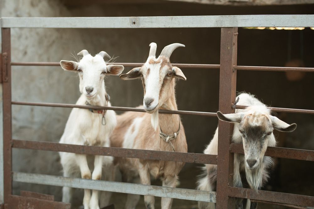 Продам кізоньок  4 штуки терміново!