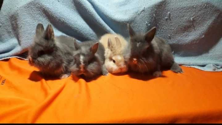 Декоративний кролик,  міні кролики.