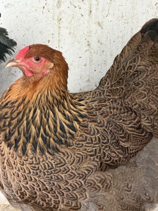 Ovos Brahma Perdiz
