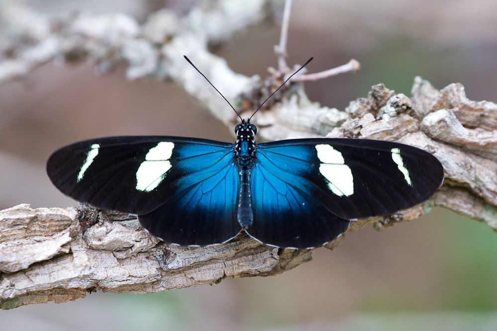 5 żywych Poczwarek Heliconius Sara. WYSYŁKA!!!