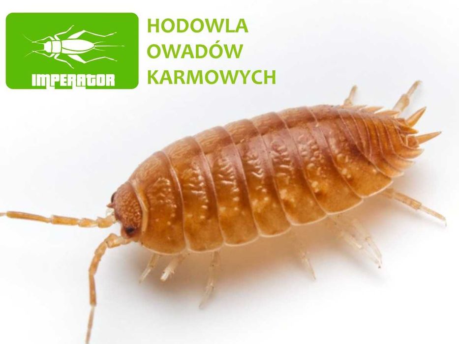 Prosionki - ekipa sprzątająca do terrarium