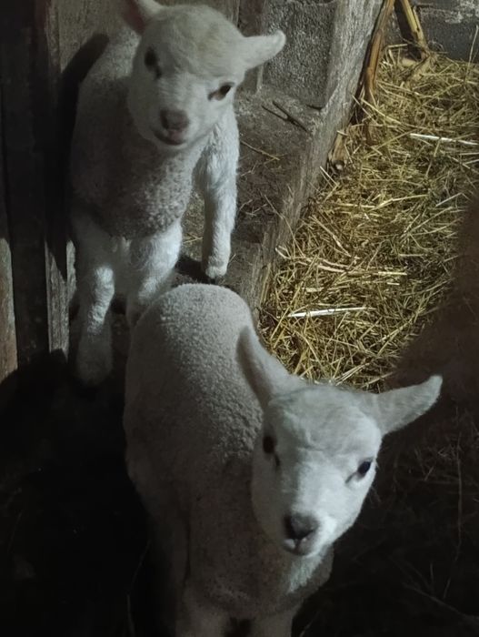 Vendo ovelha com filhos uma  fêmea e um macho