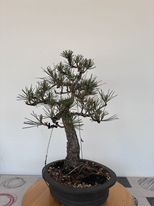 Bonsai Pinus Thumbergii