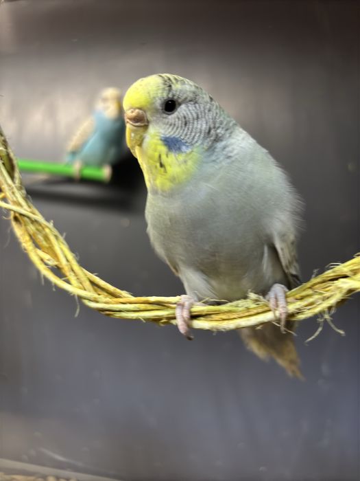 Іграшка для папуг