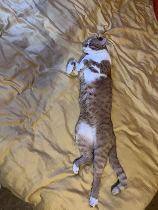 ZAGINĄŁ rudo bialy kot Tofiś