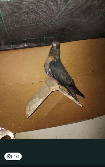 Sprzedam gołebie swifty