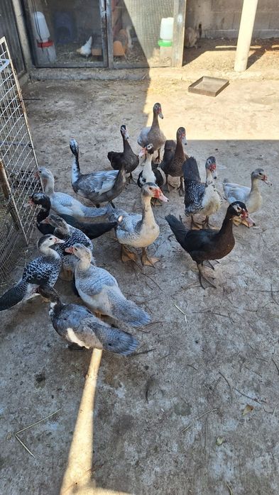 Patos mudos deste ano