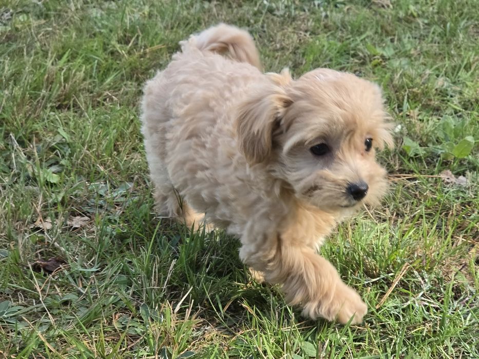 Maltipoo szczenię    z metryką