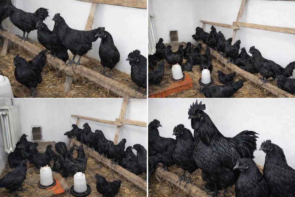 Kotut Ayam Cemani