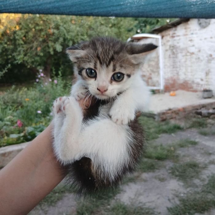 Віддам   кошенят