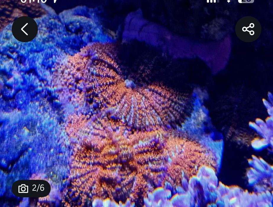 Pack de 5 corais faceis