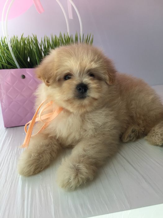 Помапу — 4 пухнасті принцеси шукають новий дім