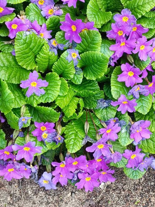 Kwiaty ogrodowe różne 5 - niższe ceny