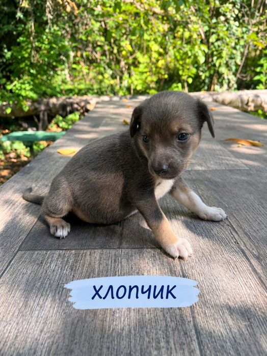 Малеча шукає дім