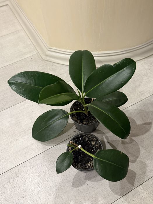 Крассула, денежное дерево, суккулент, толстянка.