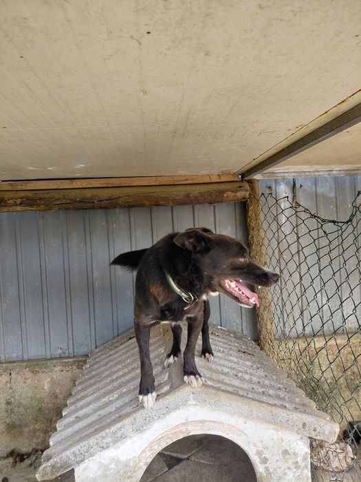 Cão meigo pequeno para adoçao