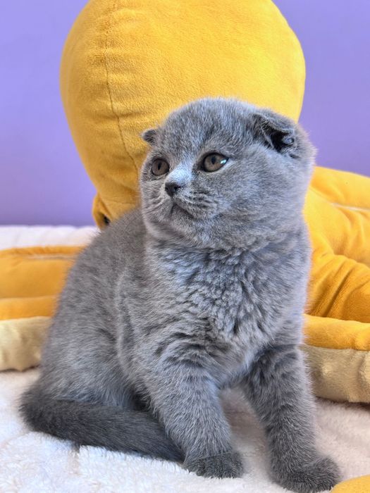 Gatinha Scottish Fold azul