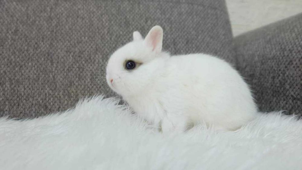 Kit completo coelhos anões mini lop