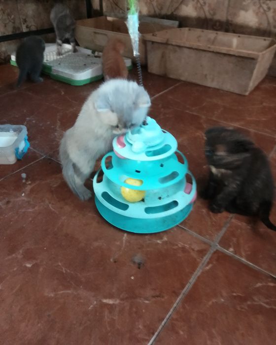 Котята шотландские страйт и фолд