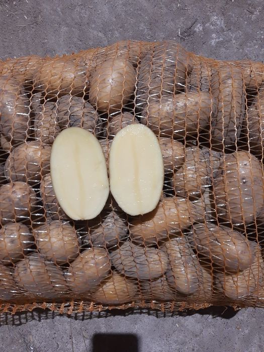 Ziemniaki Królowa Anna worki 15kg 15zl